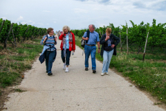 Kultur-Wein-Wandern-2011_7982