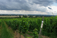 Kultur-Wandern-Wein-2012_0225