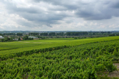 Kultur-Wandern-Wein-2012_0833