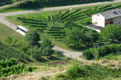 Kaiserstuhl-2013_2_2271