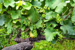 20240713-Kultur-Wandern-Wein_160929